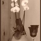 Orchidee / Unser Leben