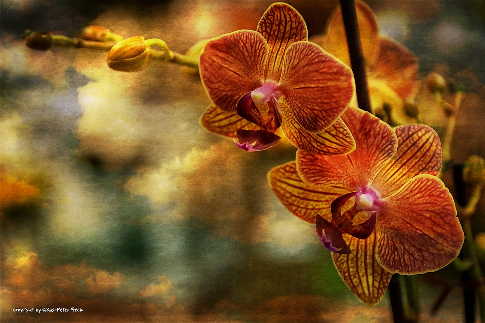 Orchidee unter dunklen Wolken