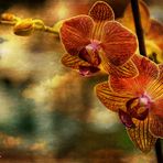 Orchidee unter dunklen Wolken