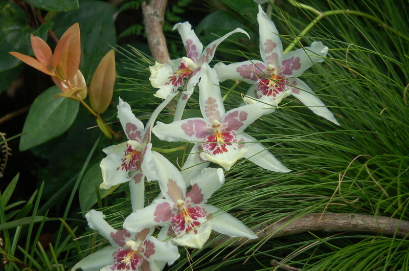 Orchidee unter Glas