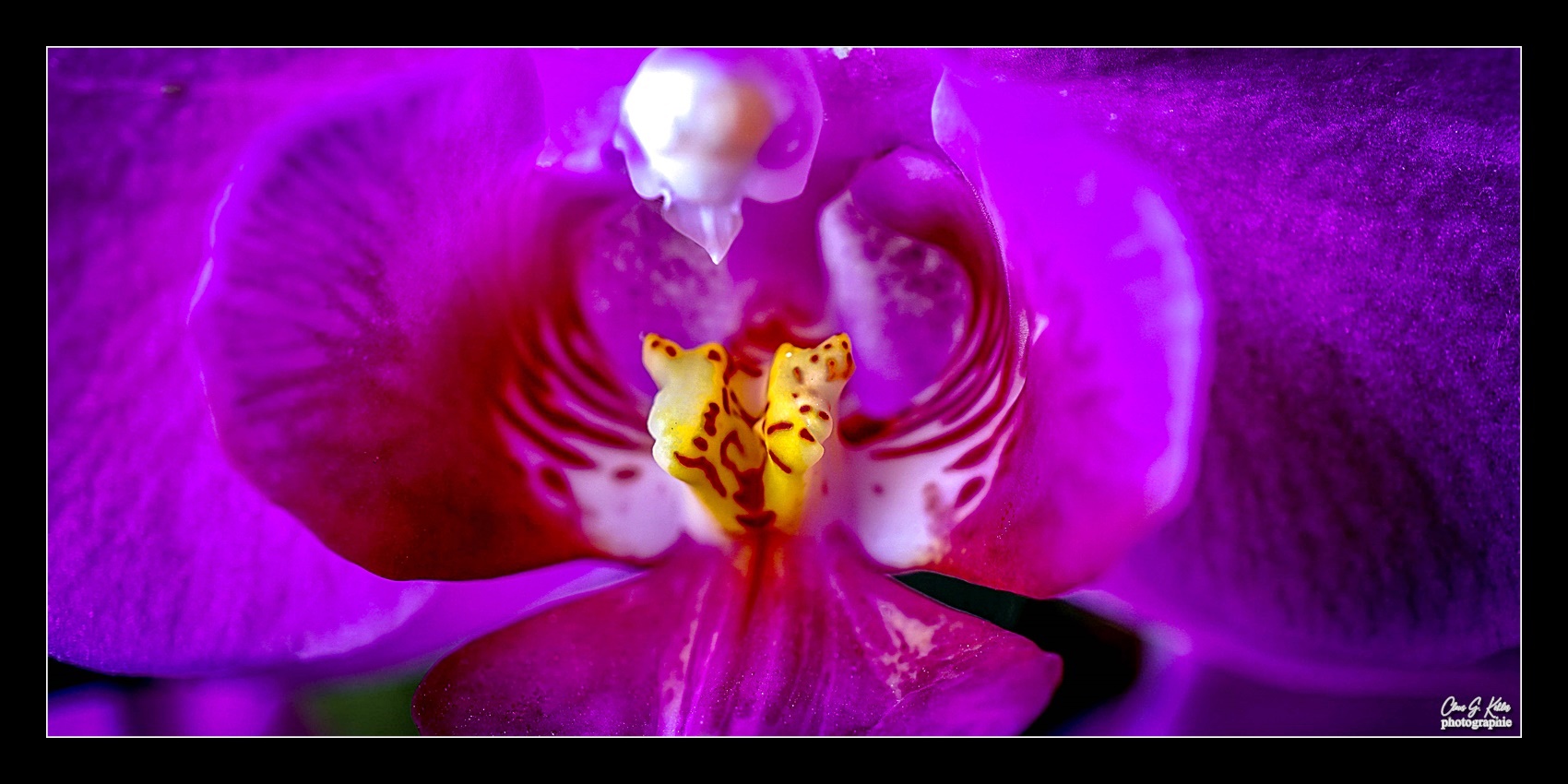 ORCHIDEE V