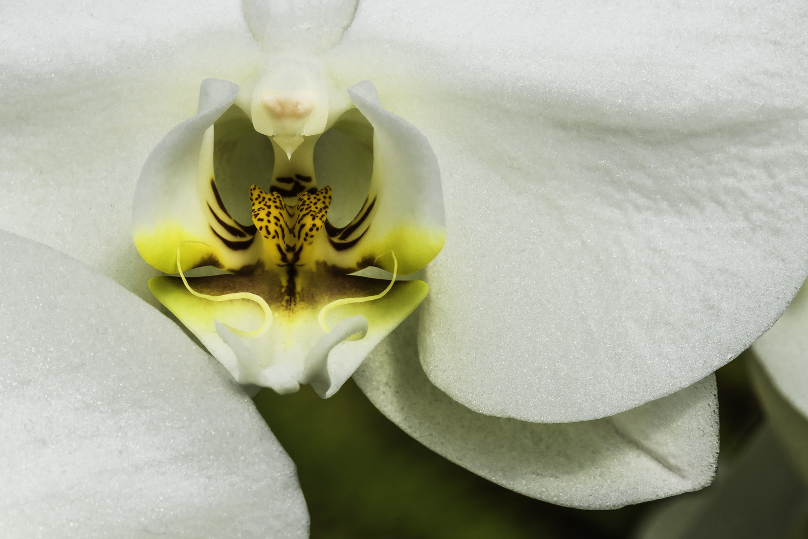 Orchidee - V