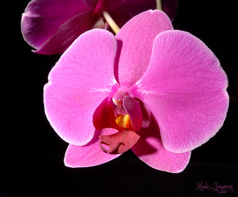 Orchidee v2