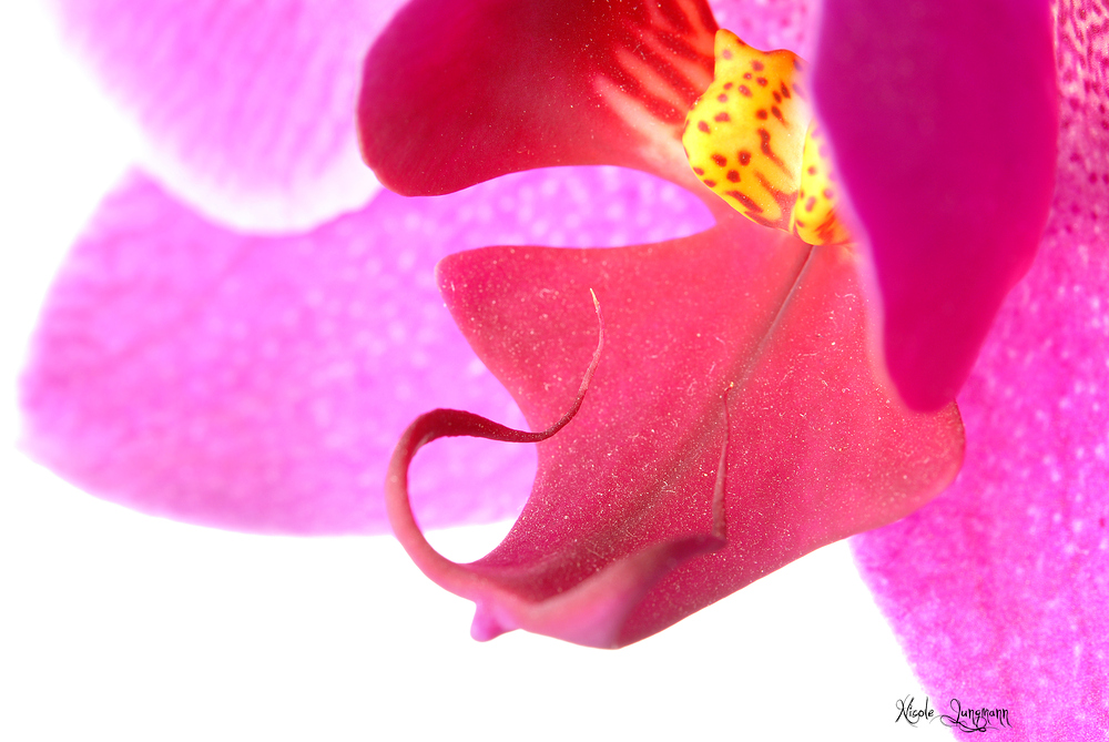 Orchidee v3