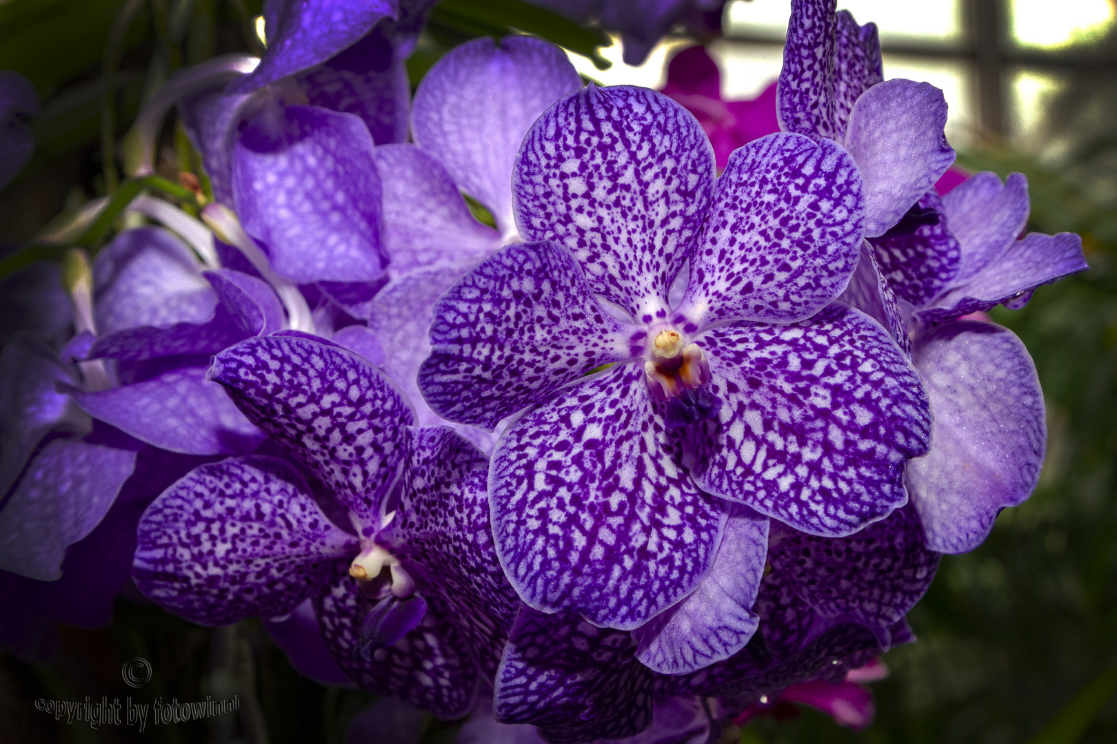 Orchidee - Vanda 3