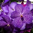 Orchidee - Vanda 3