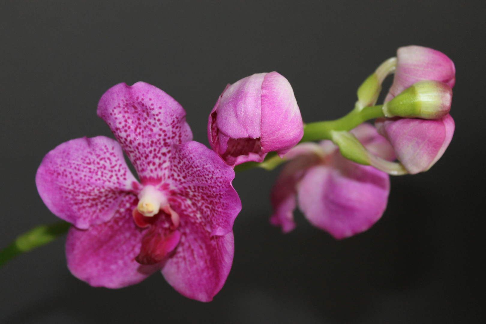 Orchidee - Vanda