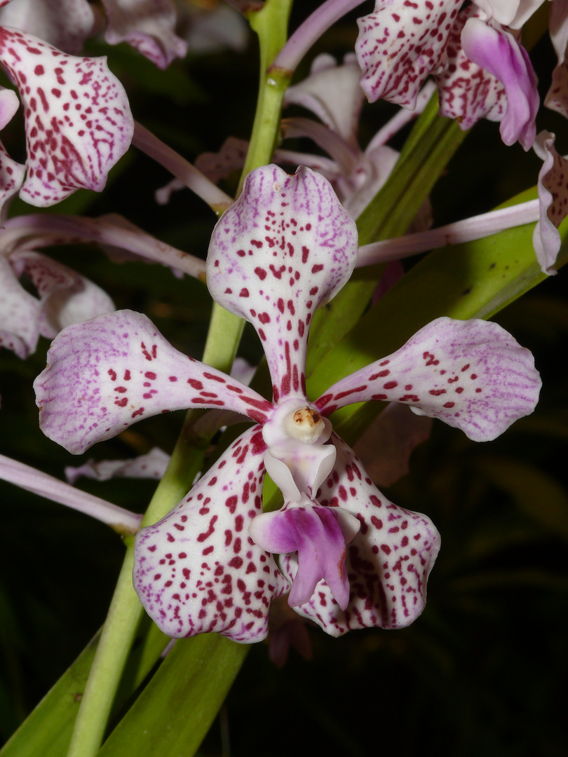 Orchidee: Vanda 'Burgeffi'