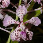 Orchidee: Vanda 'Burgeffi'