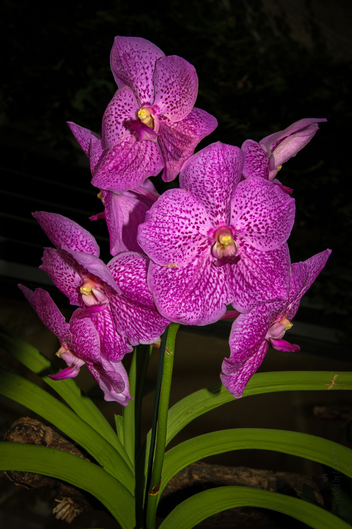 Orchidee - Vanda