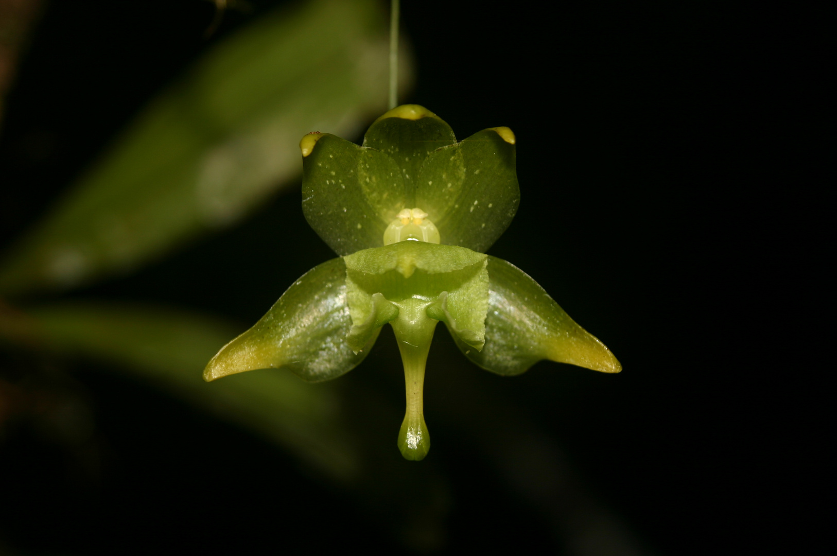 orchidée verte fleur endémique de madagascar