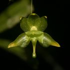 orchidée verte fleur endémique de madagascar