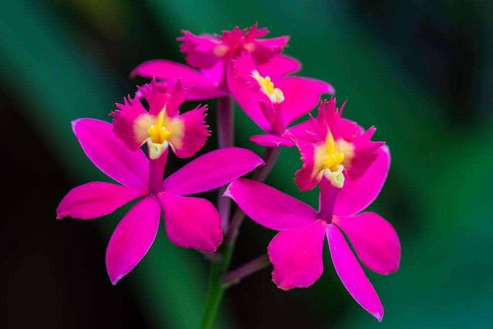 Orchidee - VI