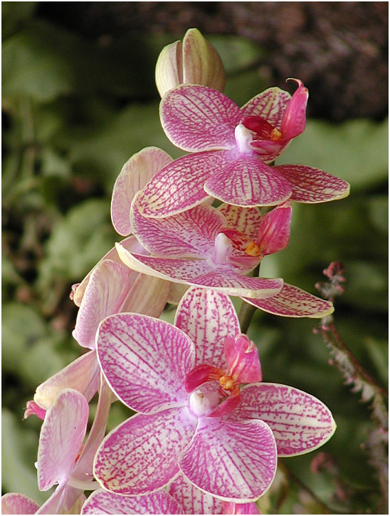 Orchidee, vielblütig, hellrot gepunktet und gesteift