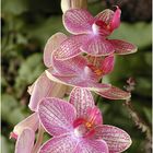 Orchidee, vielblütig, hellrot gepunktet und gesteift