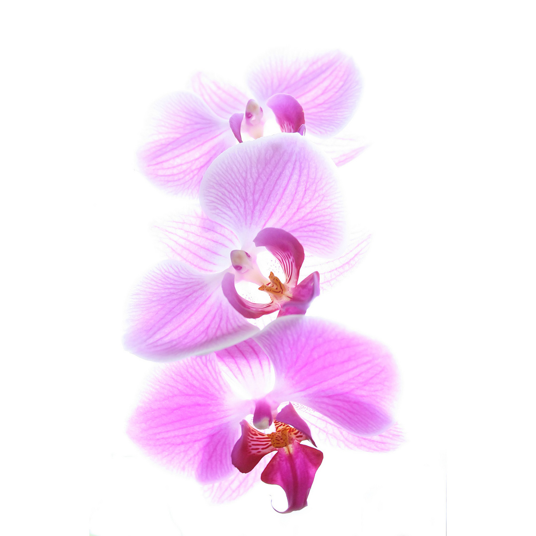 Orchidee VII