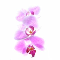 Orchidee VII