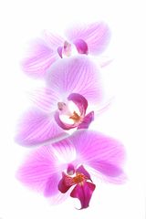 Orchidee VII