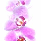 Orchidee VII