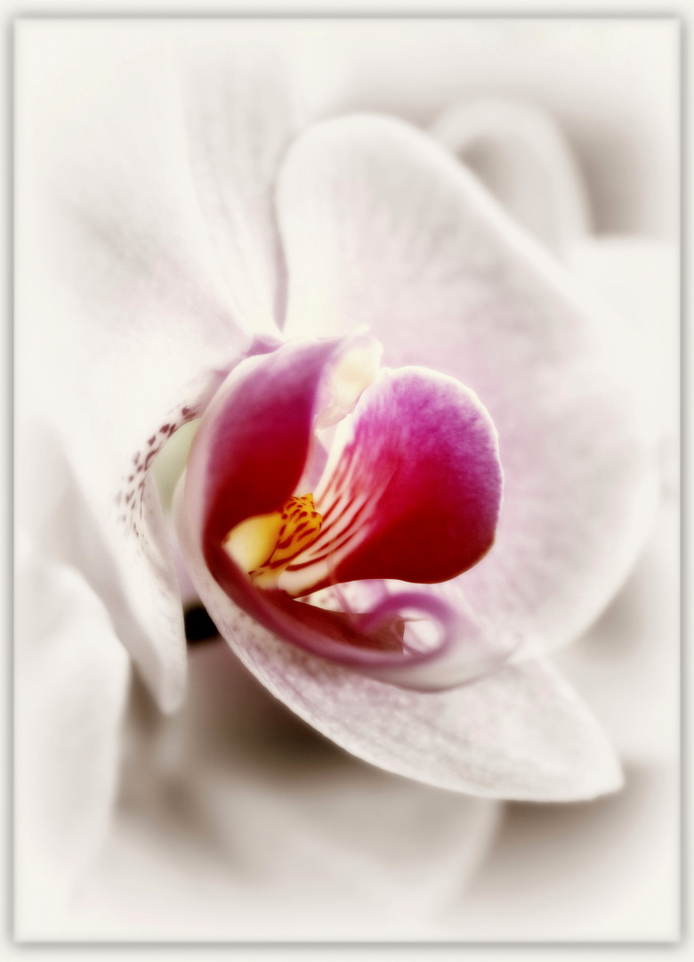 ~Orchidee VIII~