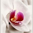 ~Orchidee VIII~