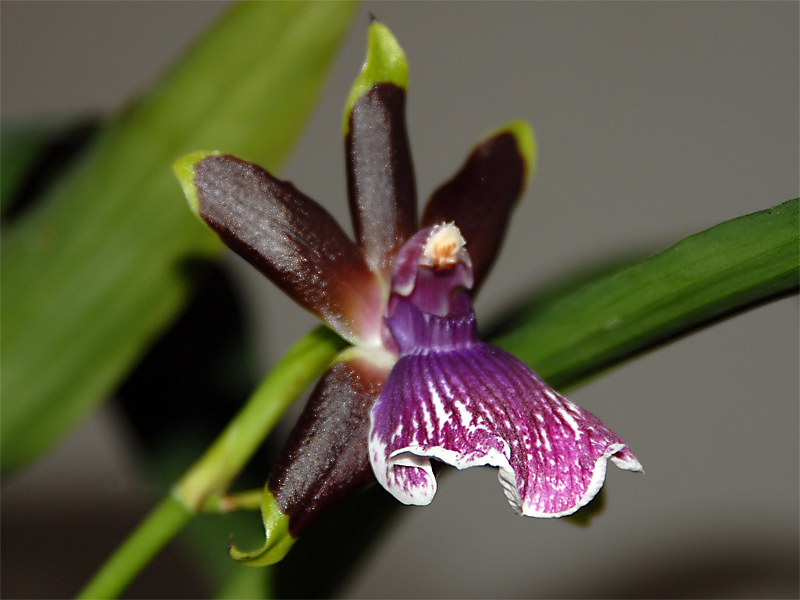 Orchidee violet