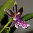 Orchidee violet