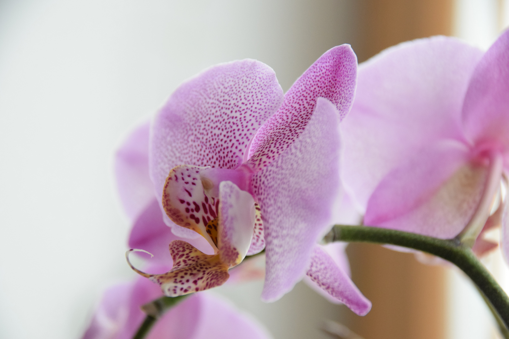 Orchidee von der Seite