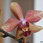 Orchidee von Erika