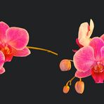 Orchidee von Jens Neubauer, Bearbeitungsvorschlag