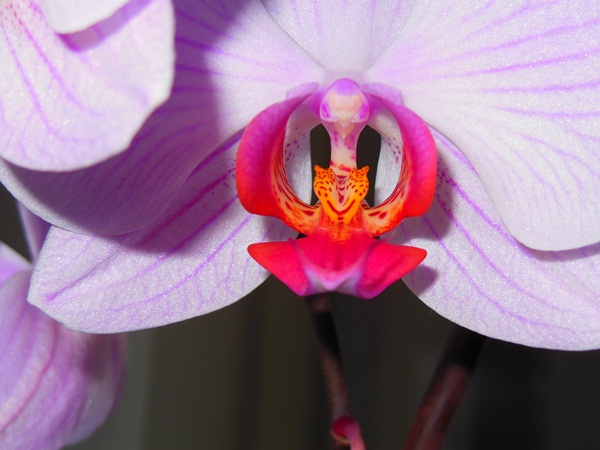 Orchidee von unten