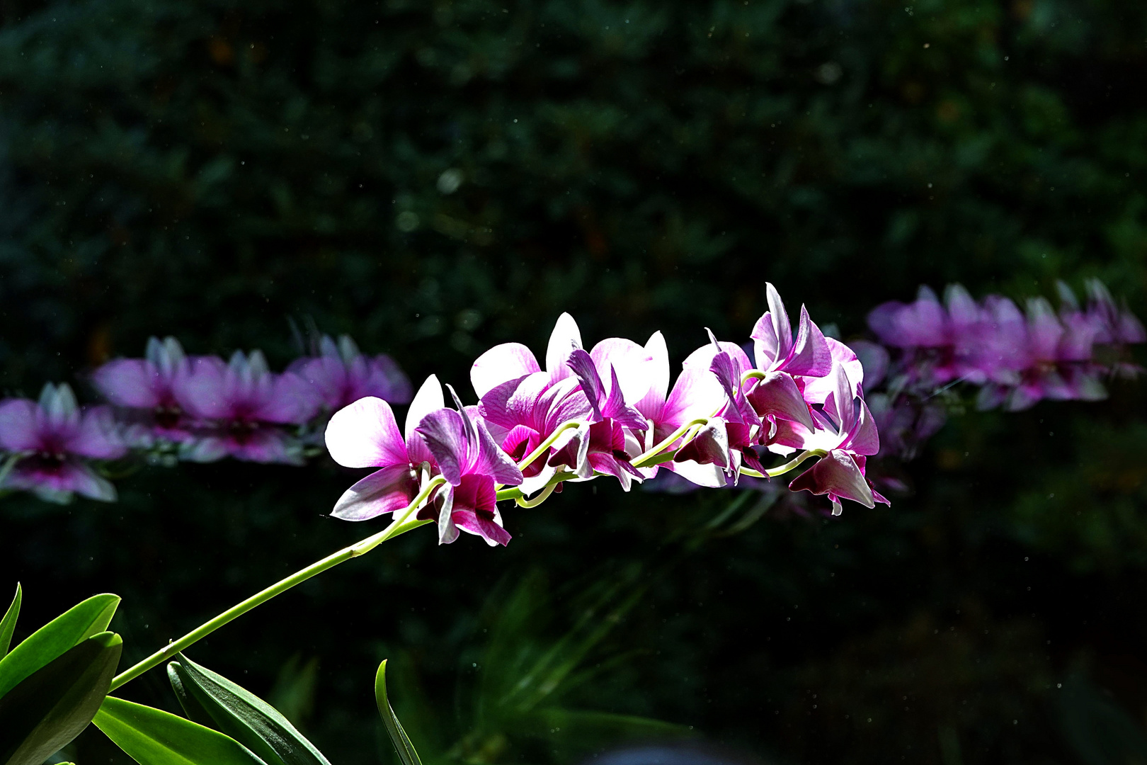 Orchidee vor der Fensterscheibe