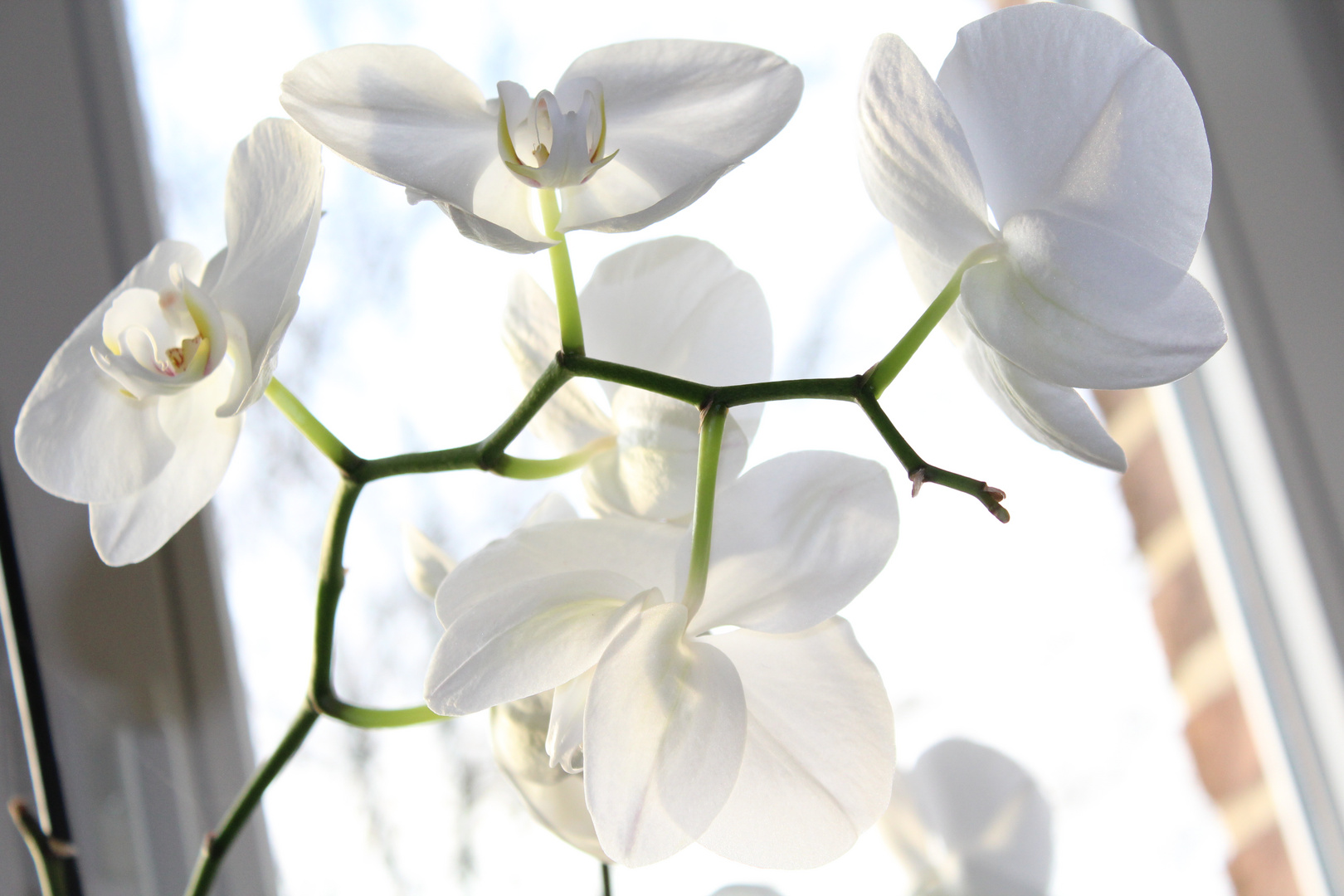 Orchidee vor Fenster