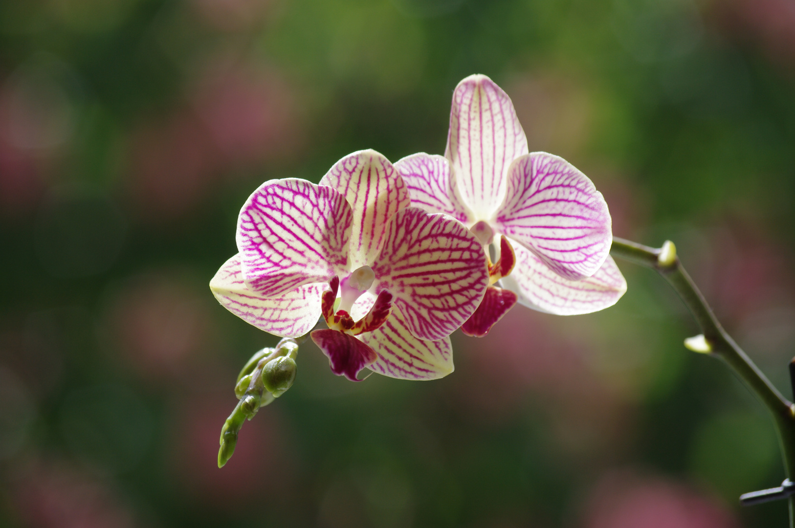 Orchidee vor Kastanienbaum