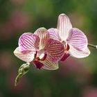 Orchidee vor Kastanienbaum