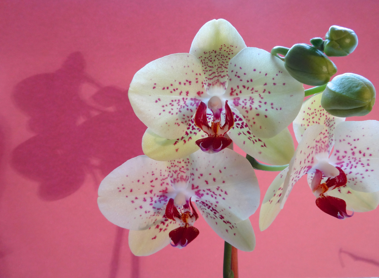 Orchidee vor rosa Hintergrund