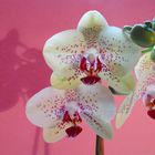 Orchidee vor rosa Hintergrund