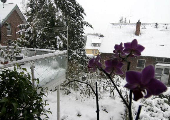 orchidee vor schnee