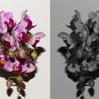 Orchidee vs. Orchidee