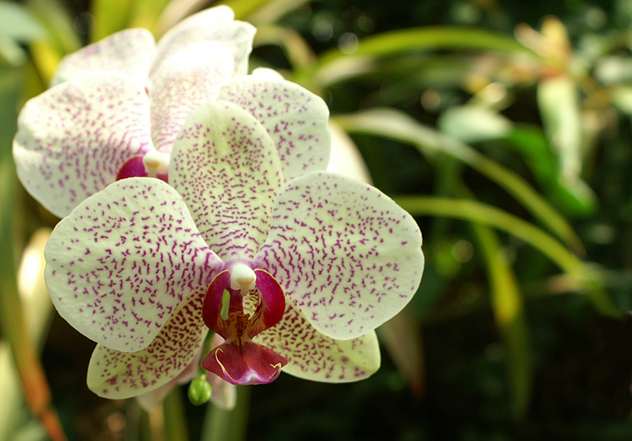 Orchidee-web-bund