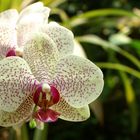 Orchidee-web-bund