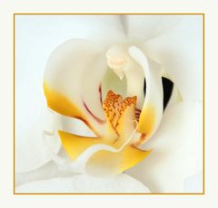 Orchidee weiß