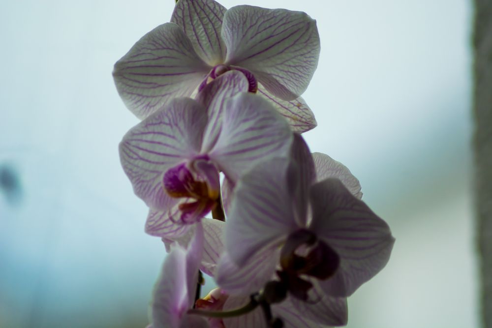 Orchidee Weiß