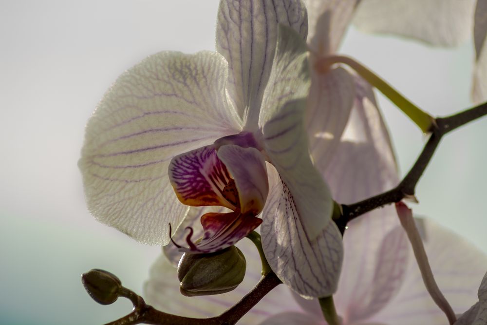 Orchidee Weiß II