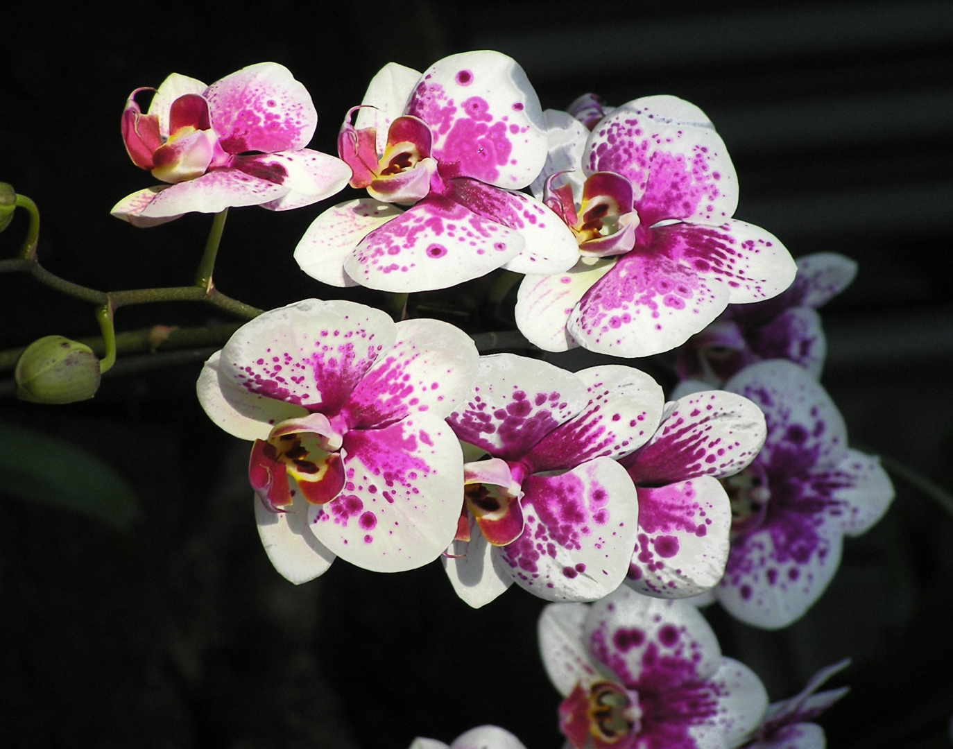 Orchidee, weiß, magentagefleckt