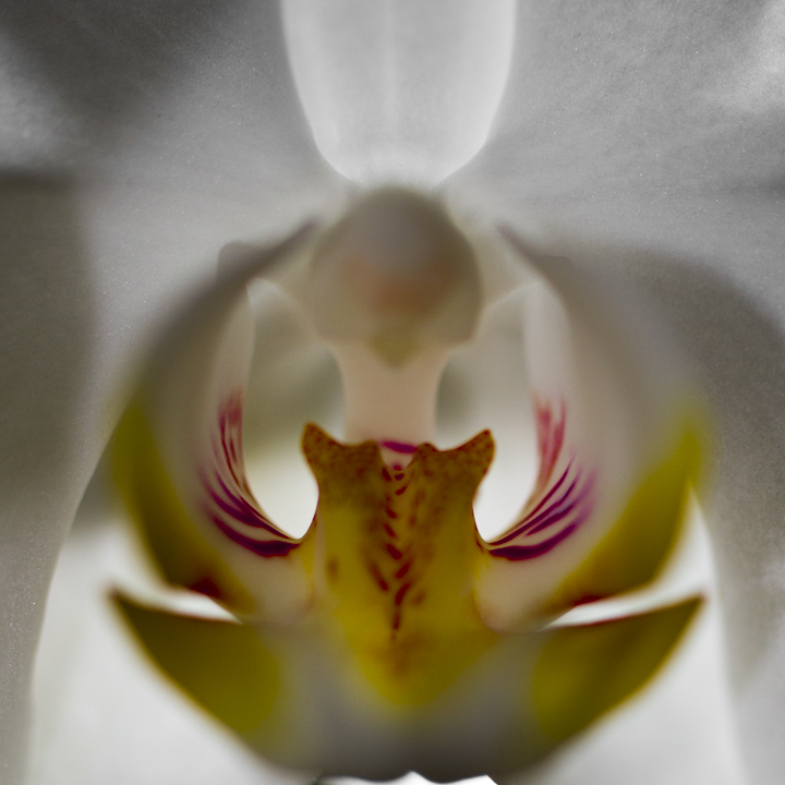 Orchidee weiß Mai2021 Makro