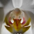 Orchidee weiß Mai2021 Makro