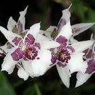 Orchidee, weiß mit dunkelmagenta Mustern