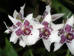 Orchidee, weiß mit dunkelmagenta Mustern
