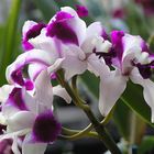 Orchidee, weiß mit kräftiger magenta Farbe